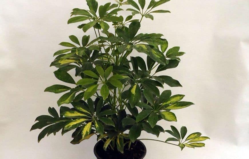 تصویر 3 از گل شفلرا ابلق مناسب زیباسازی آپارتمان و دفتر